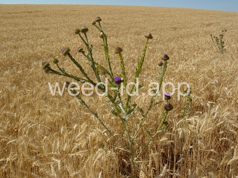 thistle, Scotch